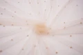 DSC08812 1200px.JPG